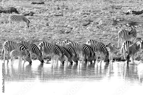 Group of zebras drinking at a waterhole