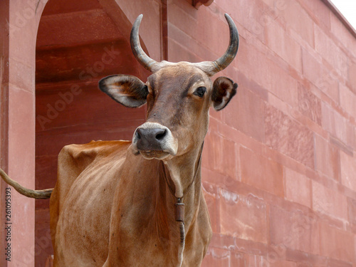 Photography Cow from India, a Zebu, with large horns, in front of pink gate of the Taj Mahal