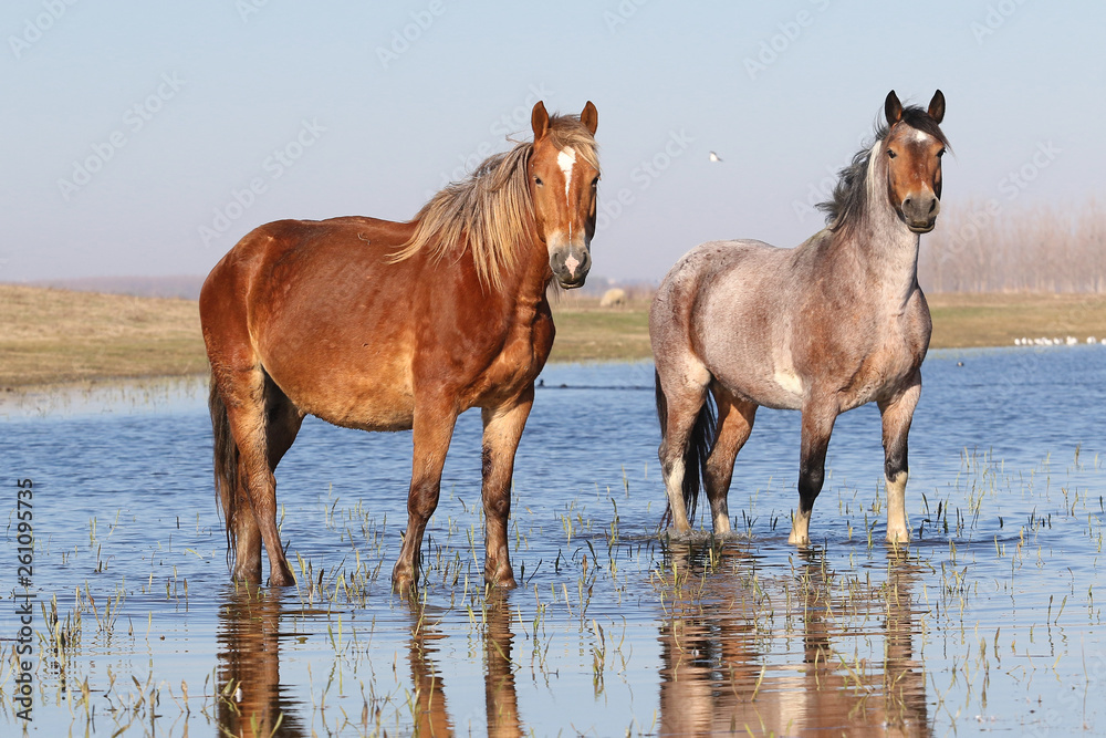Two wild horses on the watering place Two wild horses on the watering place