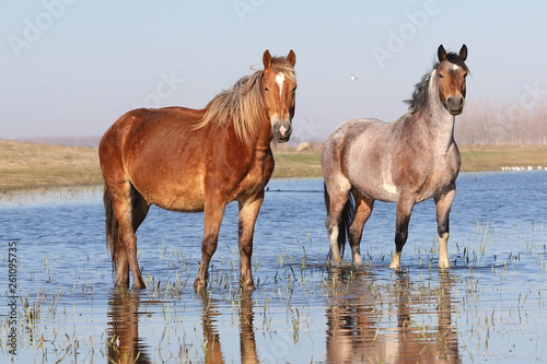 Two wild horses on the watering  place