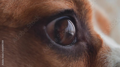 Close-up macro depth of field: details of the dog's eyes, nose, mouth that blinks and waits for the owner. Beautiful red dog Beagle eye. Soft warm light, slow motion, close-up. 4K. Red Epic