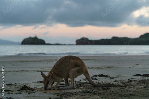 Kängurus bei Sonnenaufgang am Meer in Queensland Australien