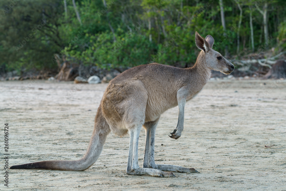 Kängurus bei Sonnenaufgang am Meer in Queensland Australien Kängurus bei Sonnenaufgang am Meer in Queensland Australien