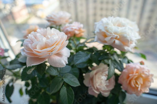 Flowers sitting quietly by the window that s where the photographer s marriage start