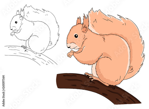 Illustration of sitting squirrel on branch on white background. Vector hand drawn art for coloring book for children.