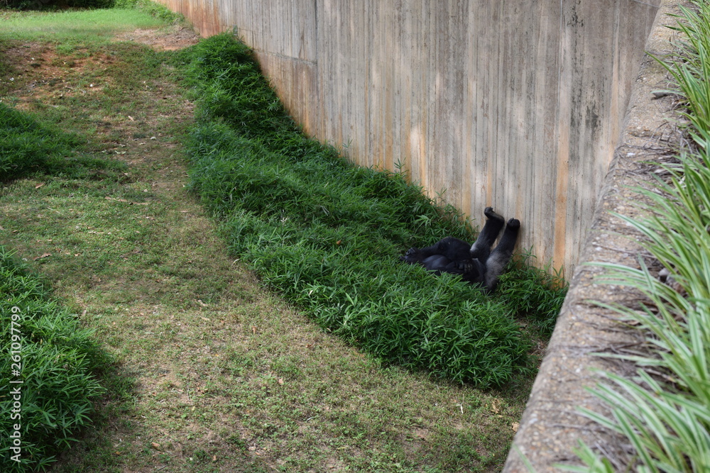 Obraz premium gorilla relaxing with feet up