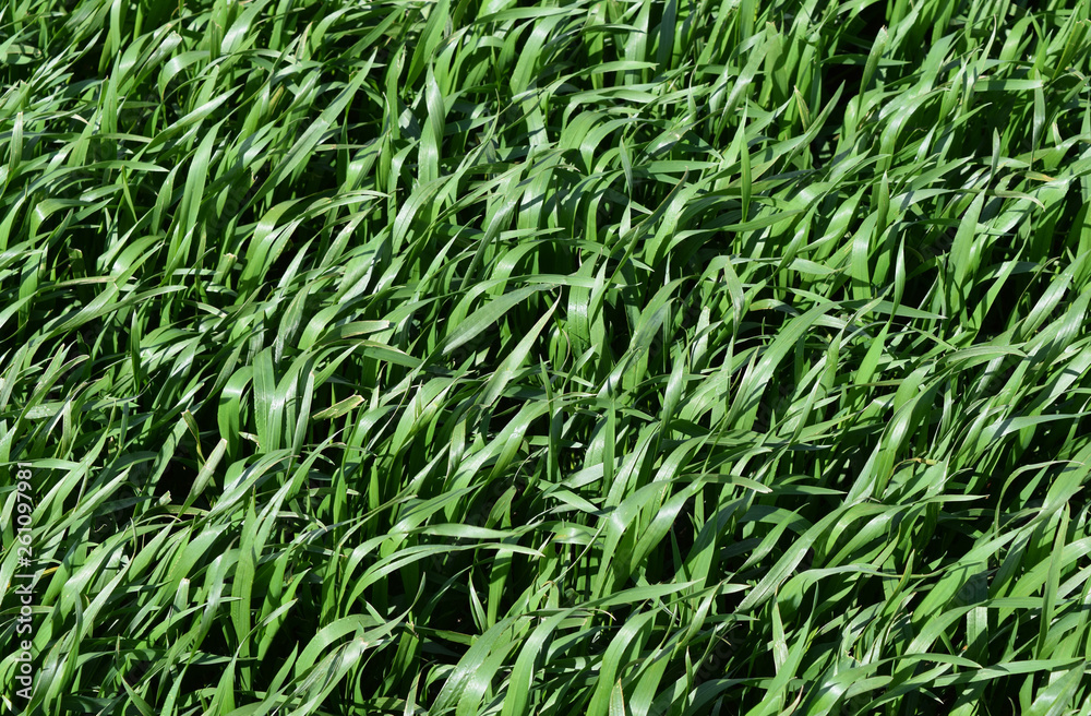 Field of young green barley Field of young green barley