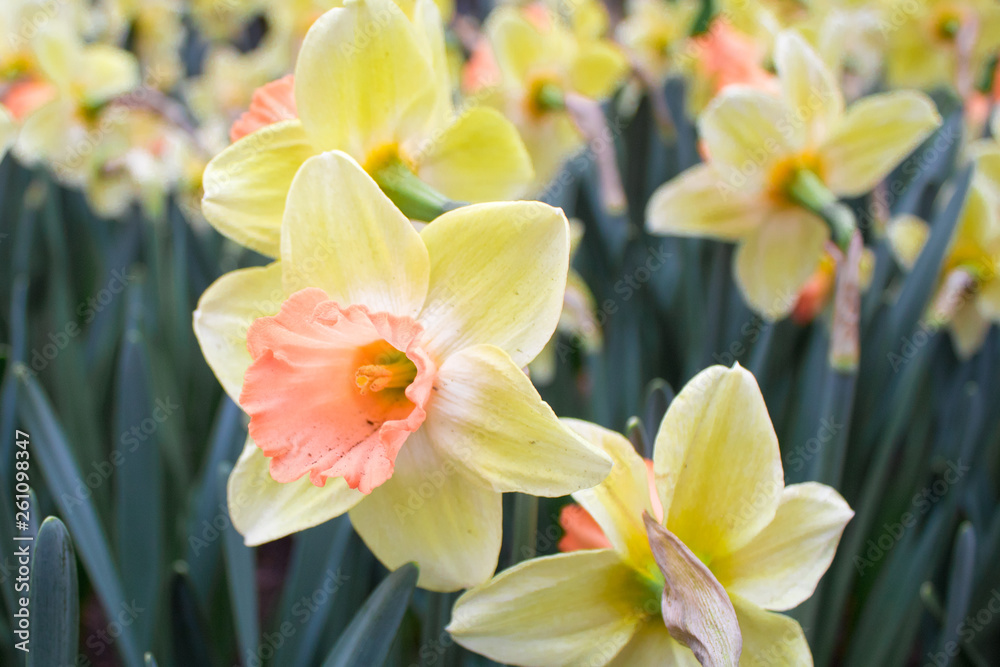 The first spring flowers are tulips, daffodils, crocuses, hyacinths close-up. Flower beds for backgrounds and textures The first spring flowers are tulips, daffodils, crocuses, hyacinths close-up. Flower beds for backgrounds and textures