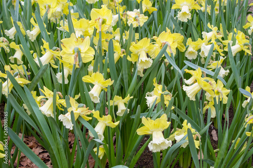 The first spring flowers are tulips, daffodils, crocuses, hyacinths close-up. Flower beds for backgrounds and textures