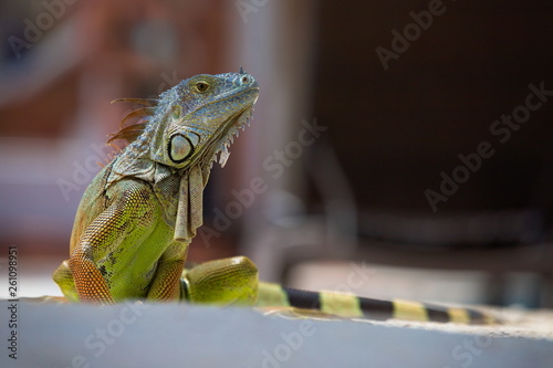 Leguan Key West