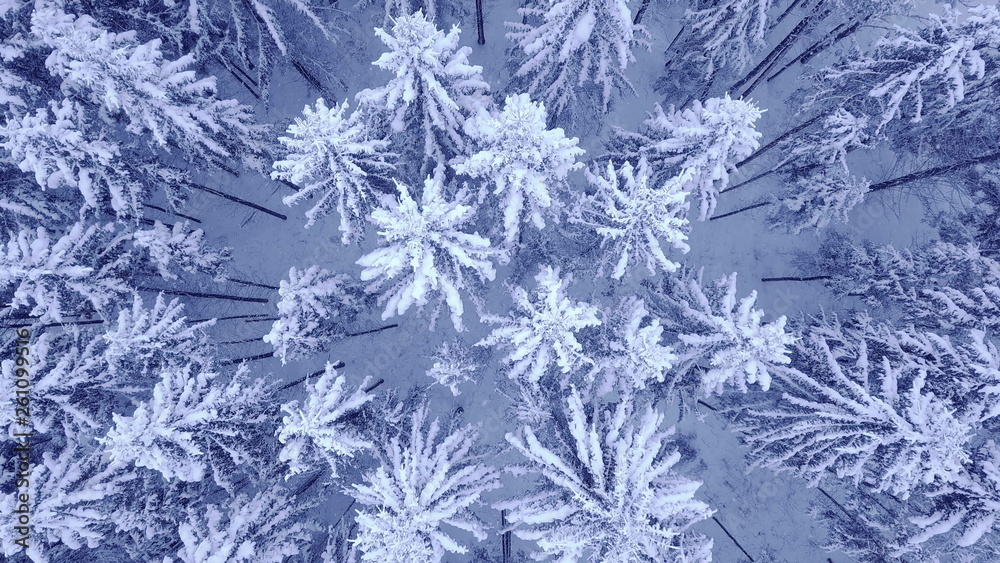 Camera rotation above treetops of snowy young pine trees in beautiful blue winter forest with no people Aerial video shot in 4K on UHD camera Camera rotation above treetops of snowy young pine trees in beautiful blue winter forest with no people Aerial video shot in 4K on UHD camera