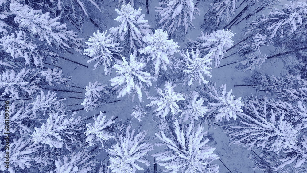 Camera rotation above treetops of snowy young pine trees in beautiful blue winter forest with no people Aerial video shot in 4K on UHD camera