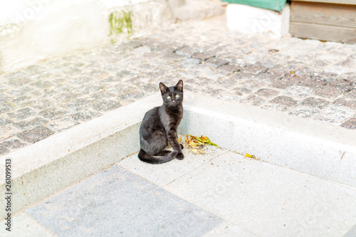 Canvas Print wild street cats that walk by themselves on the street