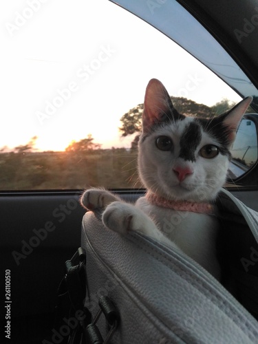 cat in bag on car