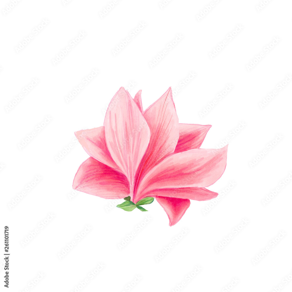 Magnolia flower in blossom, beautiful branch for logo design, isolated illustrations set. Pink floral sketch drawings. Spring blossom realistic cliparts. Wildflowers pencil texture.