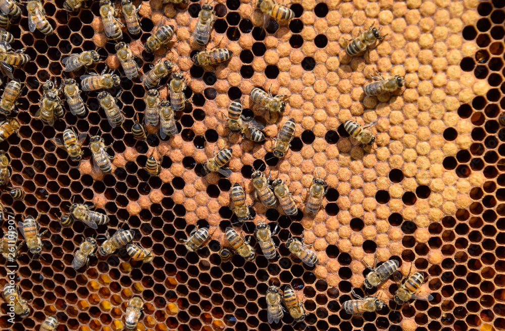 Honey bees on the home apiary Honey bees on the home apiary