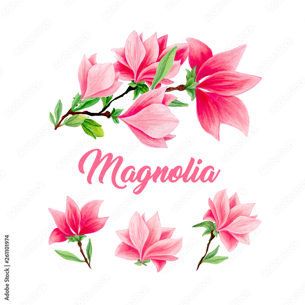 Magnolia flower bouquet in blossom, beautiful home decor and interior design, isolated illustrations set. Pink floral sketch drawings. Spring blossom realistic cliparts. Wildflowers pencil texture.