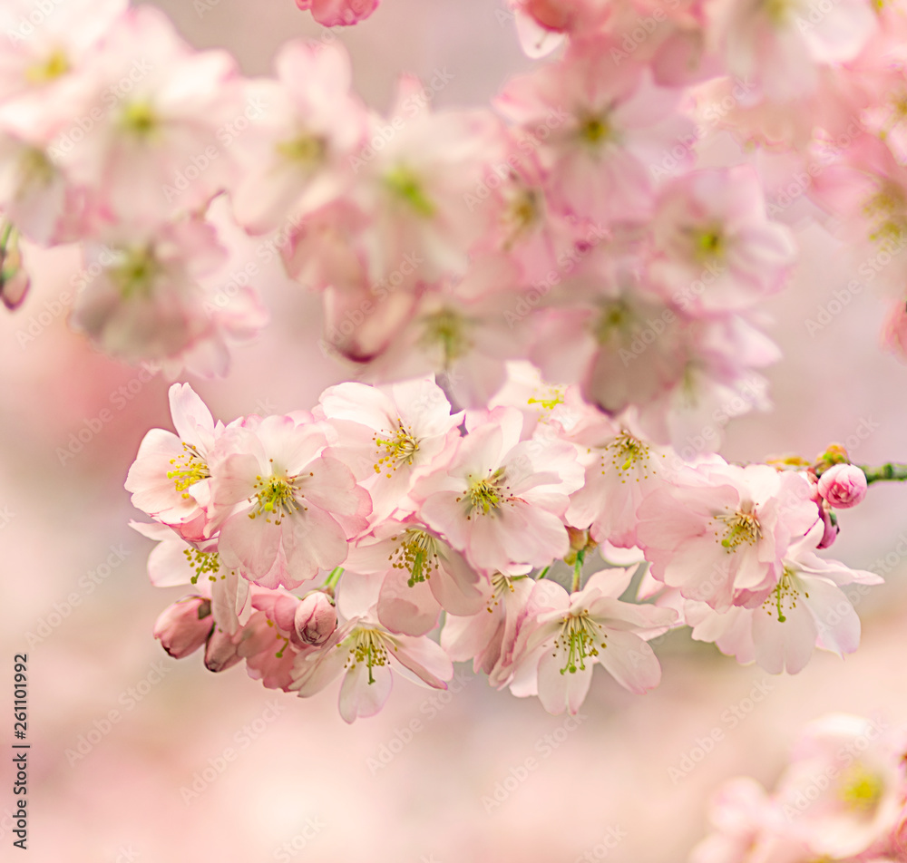 Zierkirsche, Blüten, romantisch, Hintergrund Zierkirsche, Blüten, romantisch, Hintergrund