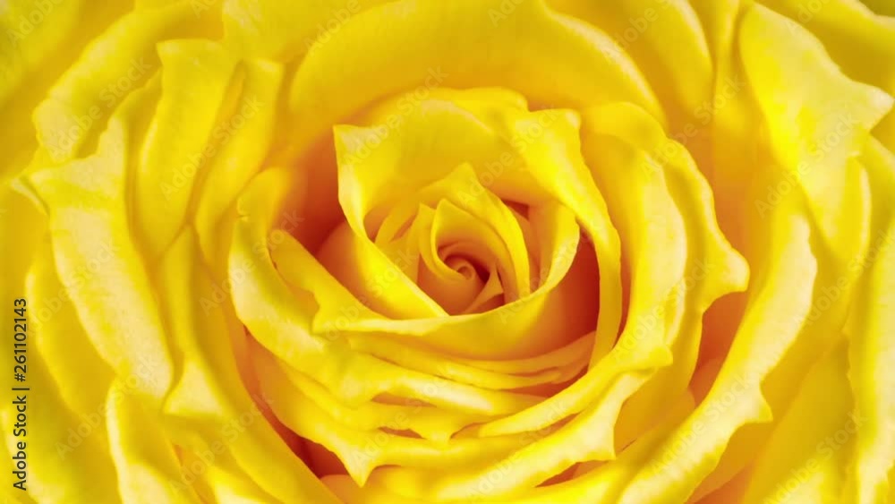 Timelapse of yellow rose growing blossom from bud to big flower macro shot