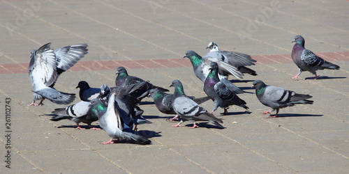 A flock of pigeons on a stone path in the Park on a Sunny day