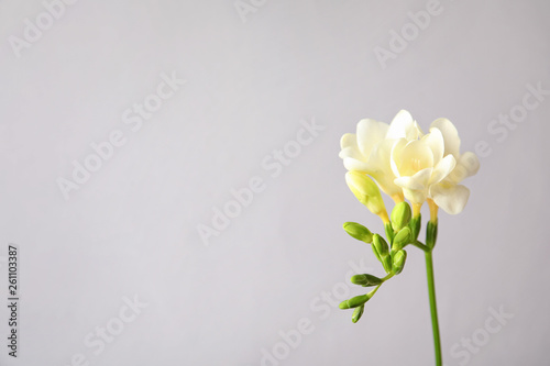 Beautiful freesia with fragrant flowers on grey background. Space for text
