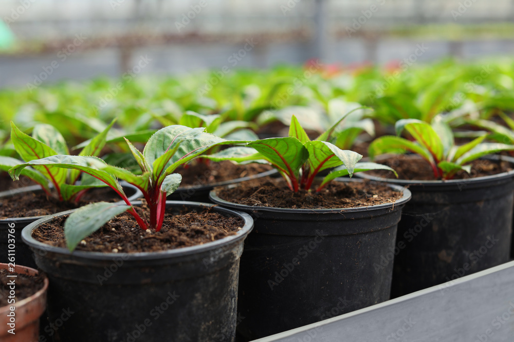 Many pots with soil and fresh seedlings in greenhouse, closeup Many pots with soil and fresh seedlings in greenhouse, closeup