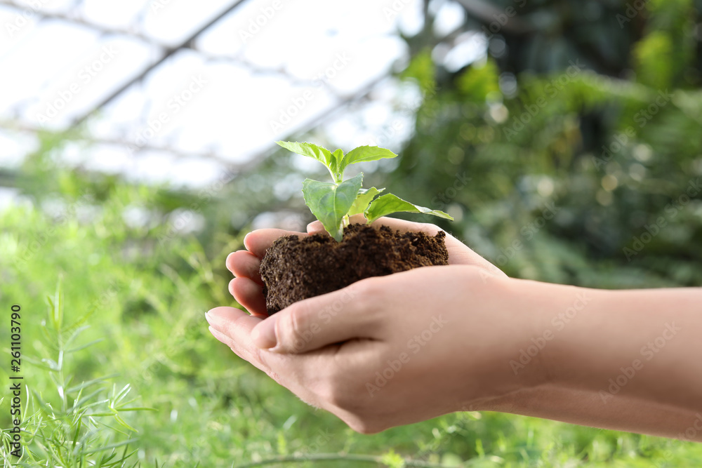 Woman holding soil with seedling in greenhouse, closeup Woman holding soil with seedling in greenhouse, closeup