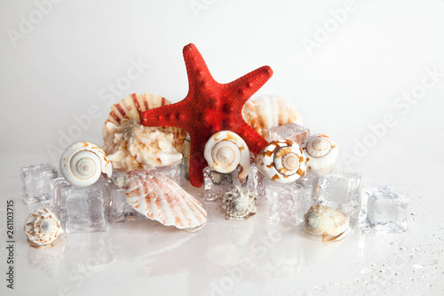 red starfish, seashell and marin decoration