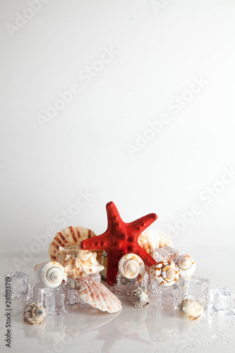 red starfish, seashell and marin decoration