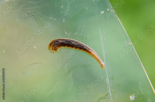 Leech on the glass. Bloodsucking animal. subclass of ringworms from the belt-type class. Hirudotherapy photo