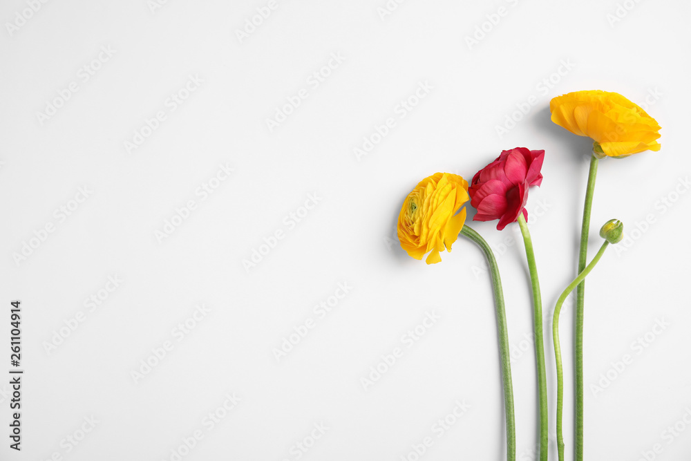 Fototapeta premium Beautiful ranunculus flowers on white background, top view