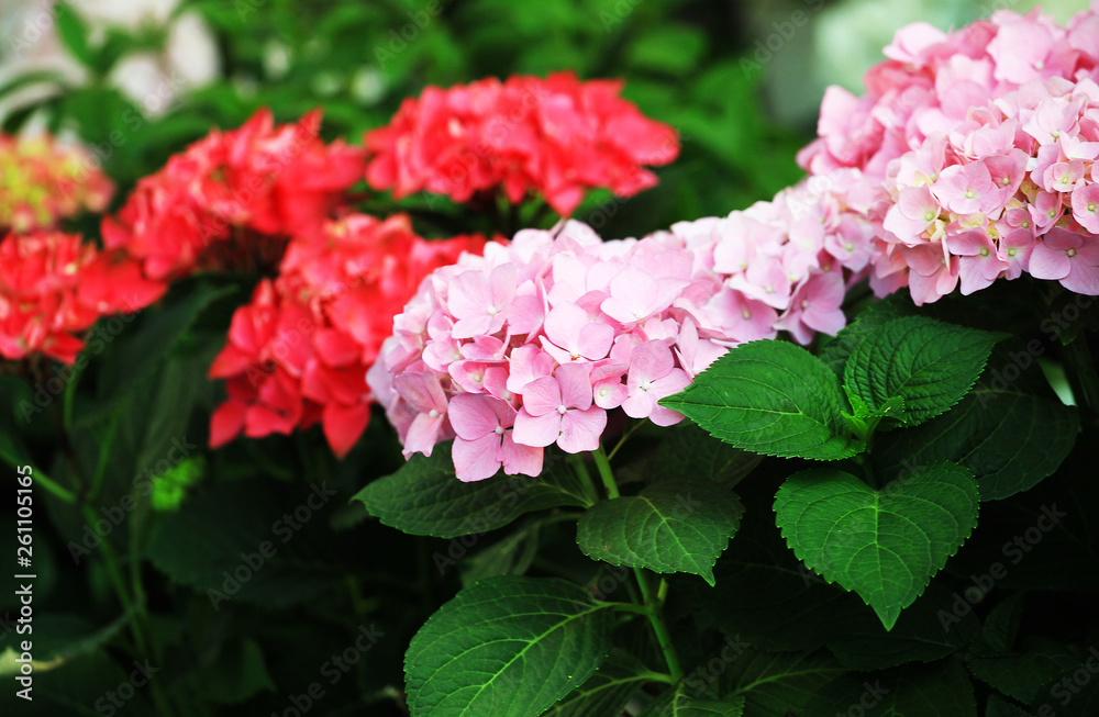 Fototapeta premium Bright flowers hydrangea tulips in the garden