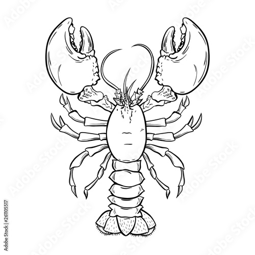 Lobster, crayfish hand drawn outline Illustration. Crawfish, crustacean ink pen sketch. Seafood restaurant delicacy. Underwater biology freehand drawing. Sealife isolated engraving design element