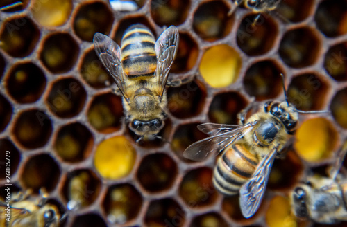 Macro photograph of bees. Dance of the honey bee. Bees in a bee hive on honeycombs.