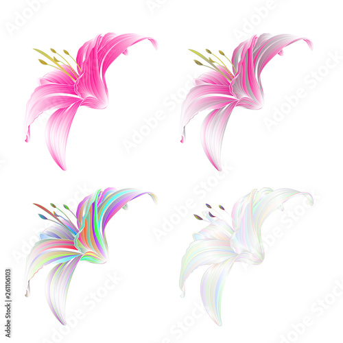 Lily colored and pink Lilium candidum on a white background vintage vector illustration editable Hand draw