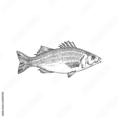 Sea Bass Hand Drawn Vector Illustration. Abstract Fish Sketch. Engraving Style Drawing.