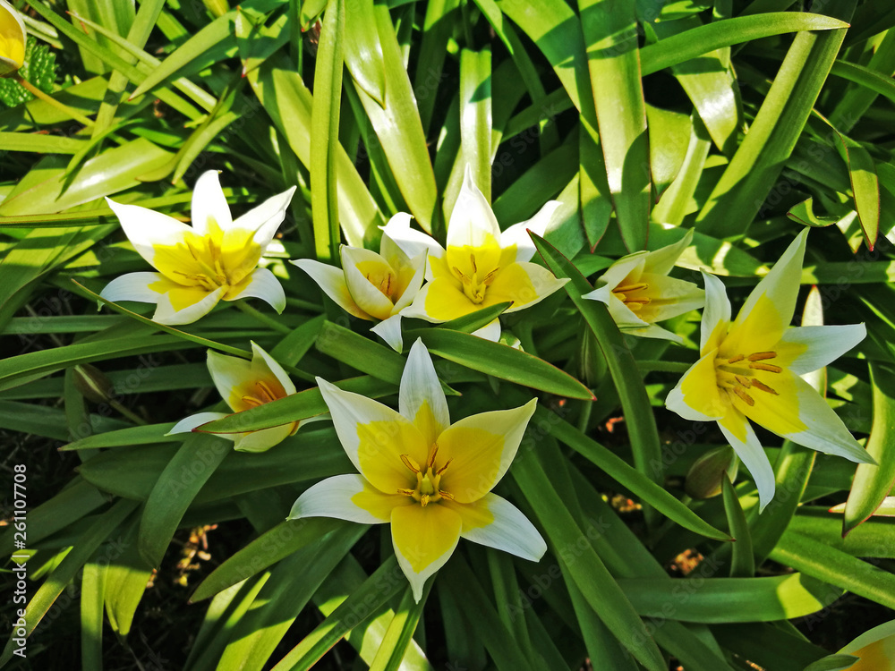 flowerbed with yellow and white tulips flowerbed with yellow and white tulips