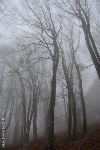 Misty forest - tree trunks in the fog