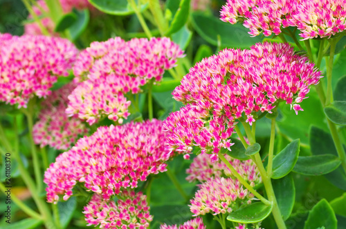 Fetthenne im herbstlichen Garten - Sedum telephium or  harping Johnny photo