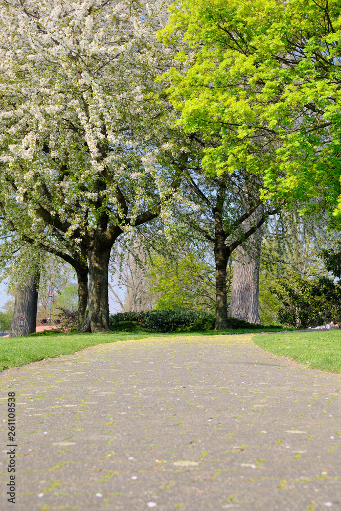 Rheinpark im Köln am Rhein. Ein sonniger Frühlingstag im Rheinpark in Köln am Rhein. Der Himmel ist blau die Wiesen sind grün. Das Wetter ist traumhaft.