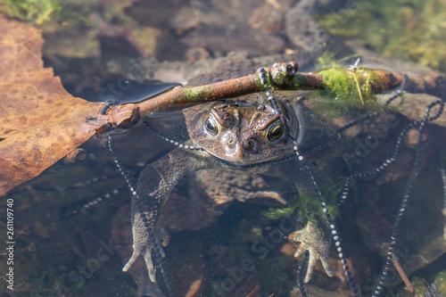 Close-up of American toad in pond wrapped in tadpole eggs photo