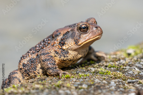 Eastern American toad (Anaxyrus americanus) sitting on edge of pond