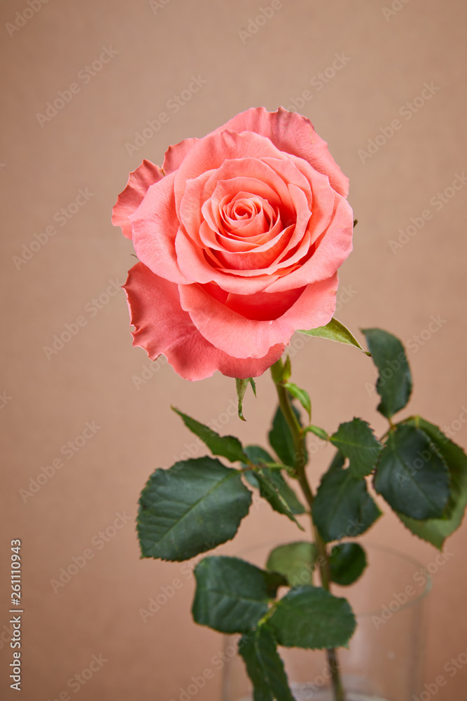 nice pink rose nice pink rose