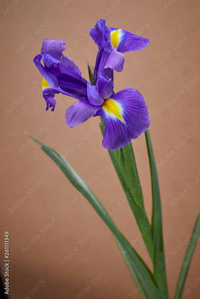 nice iris flower