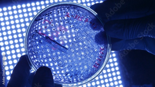 Researching vaccine to novel coronavirus 2019-nCoV. Scientist microbiologist in protective gloves holding petri dish with dangerous bacteria over blue scientific light.