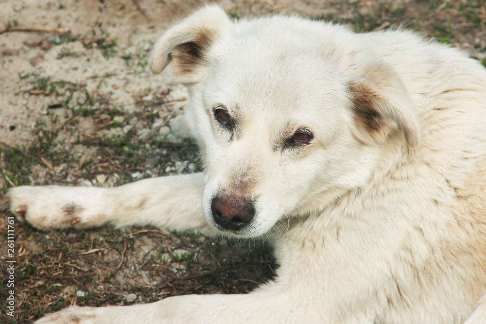 Obraz premium White dog on the street