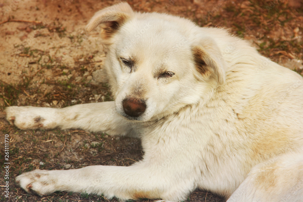 White dog on the street White dog on the street