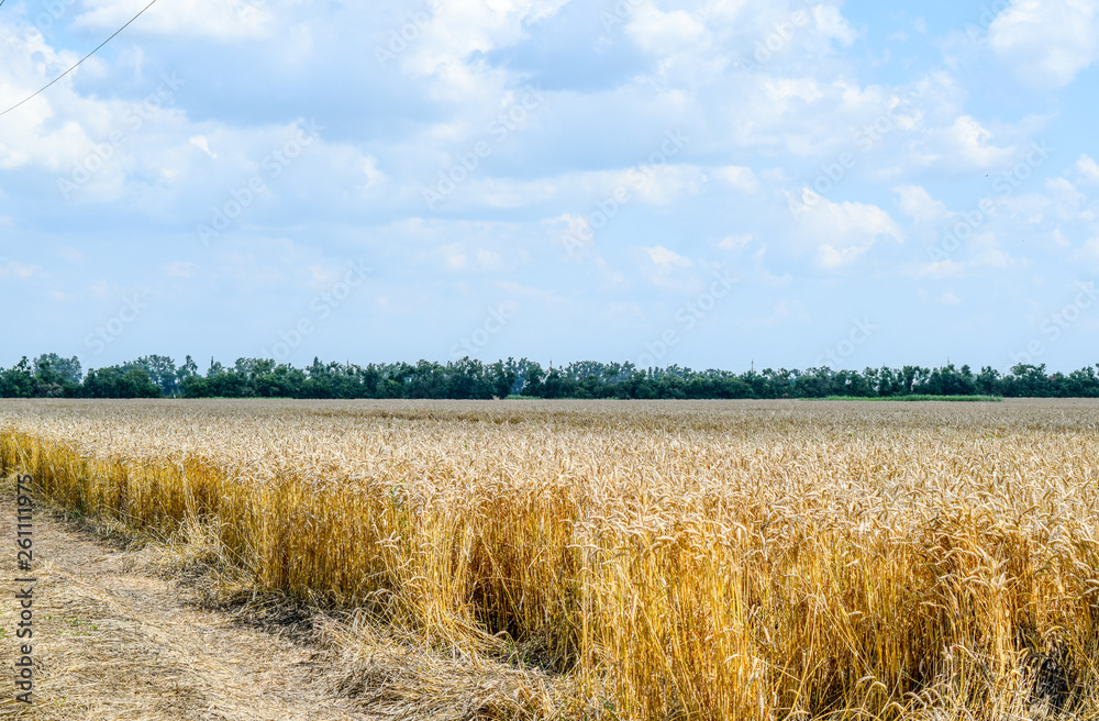 Spikelets of wheat against the sky Spikelets of wheat against the sky