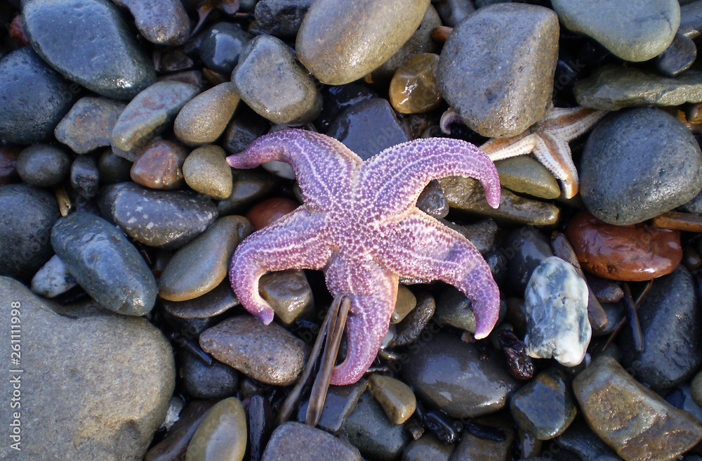 Starfish ashore. erinaceouses mollusks. Starfish ashore. erinaceouses mollusks.