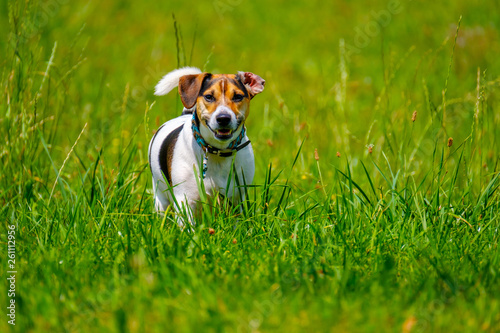 Jack russell terrier walks in the summer